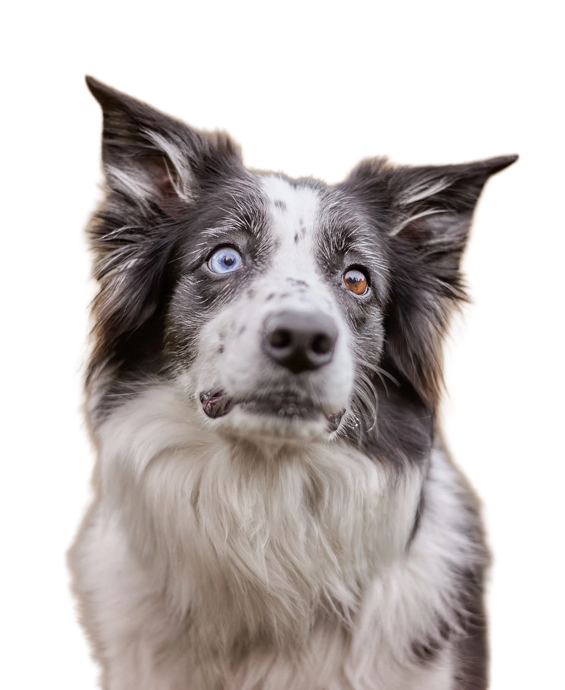 Portrait d'un chien border collie merle aux yeux vairons (un bleu, un brun), sur fond blanc.